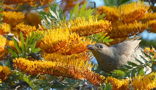 Imm. satin bowerbird.