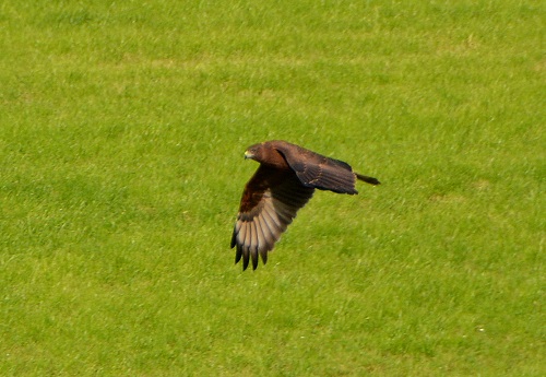 Imm. swamp harrier
