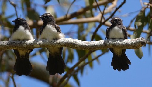 Imm. Willie wagtails.