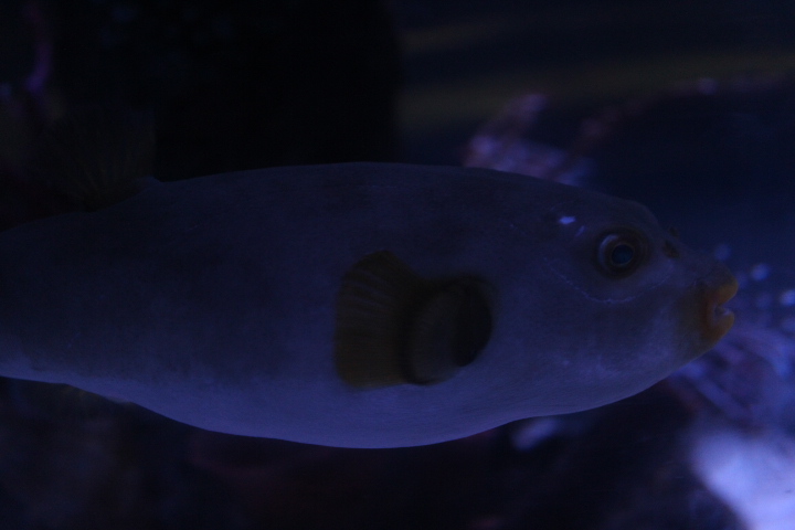 Immaculate puffer (Arothron immaculatus)