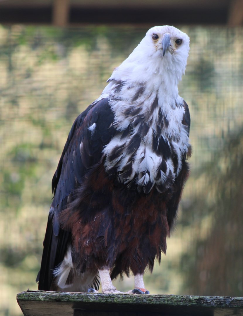 Immature African fish-eagle
