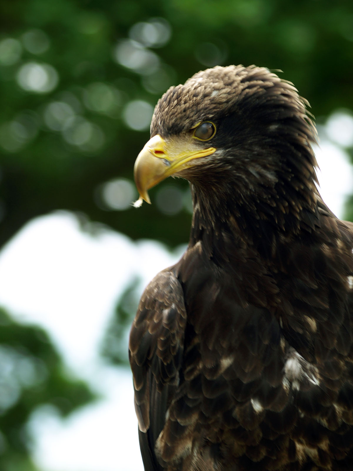 Immature American Bald eagle