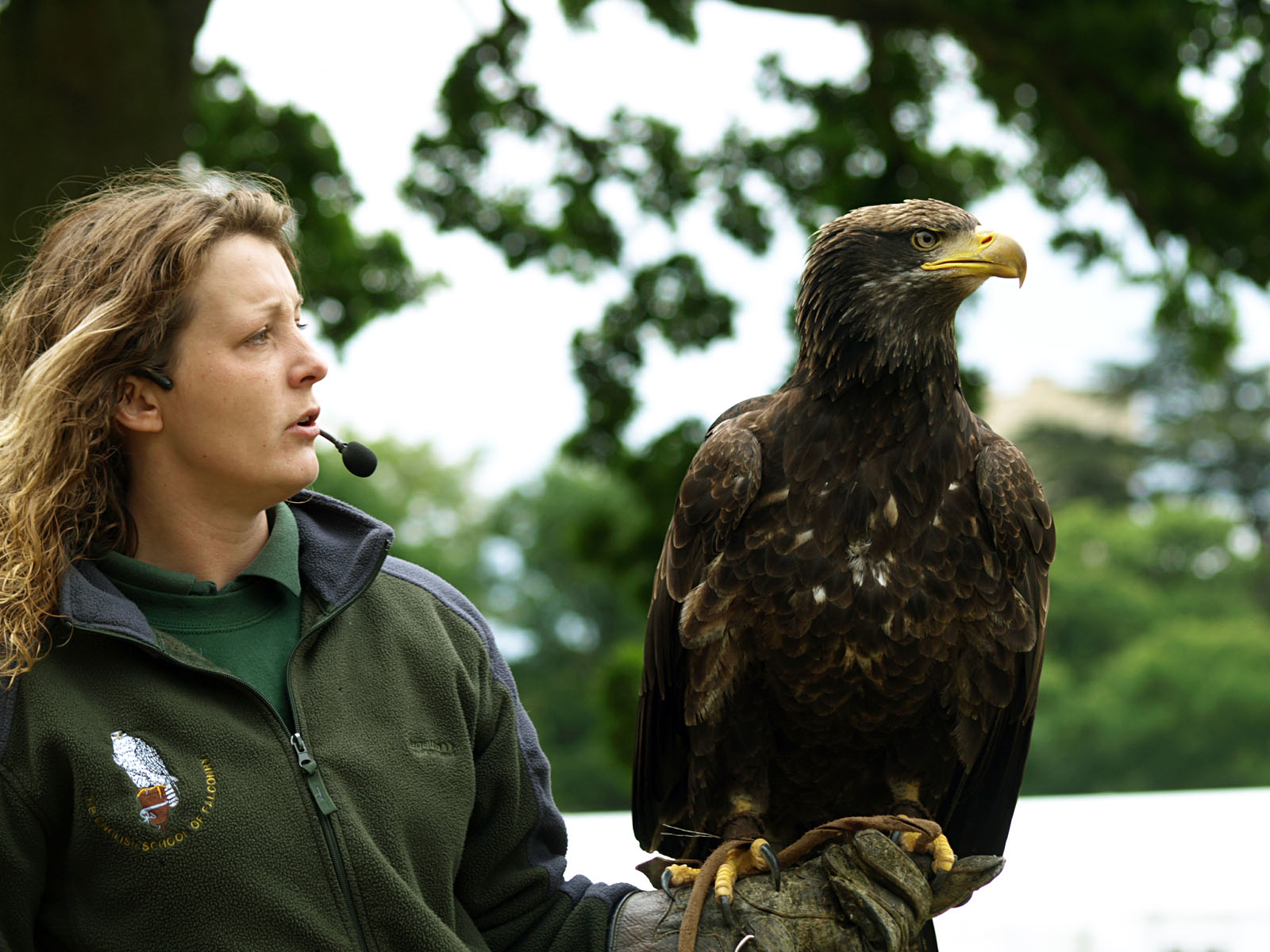 Immature American Bald eagle