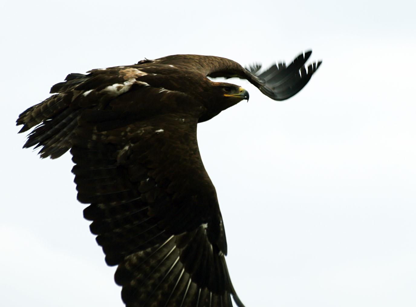 Immature American Bald eagle