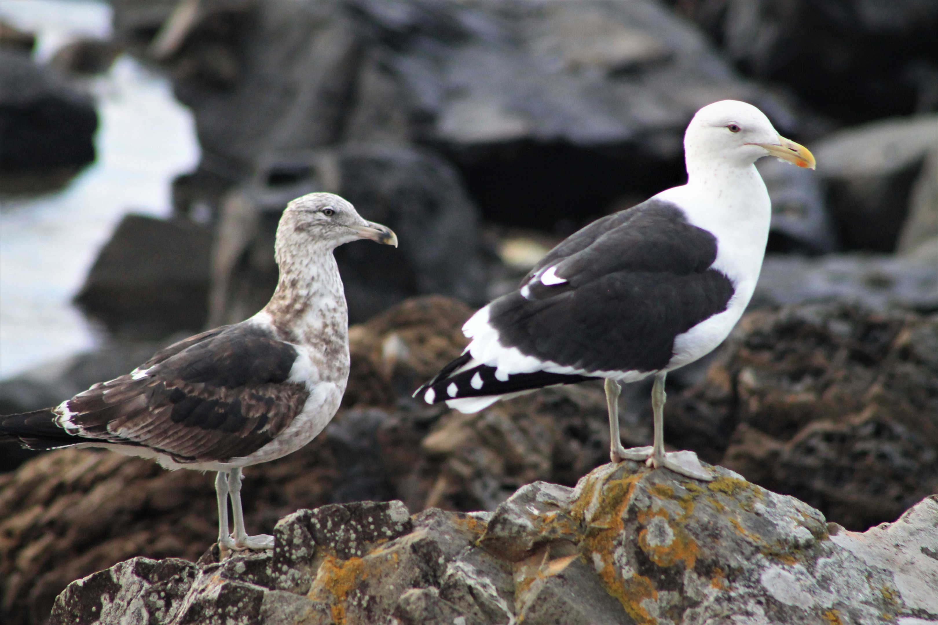 Immature and adult Kelp Gulls (Larus dominicanus)