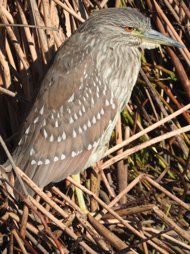 Immature Black-crowned Night-heron
