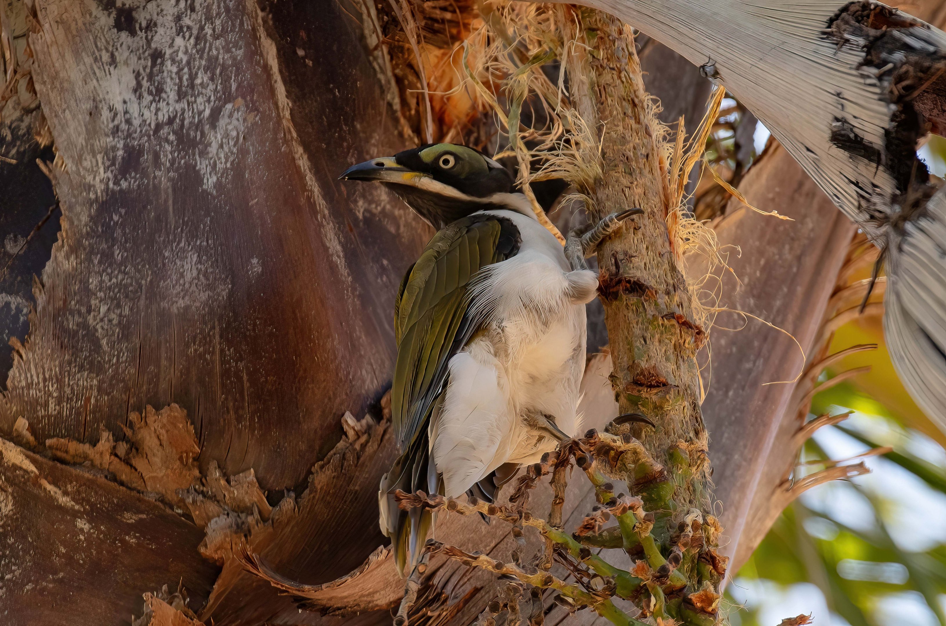 Immature Blue-faced Honeyeater