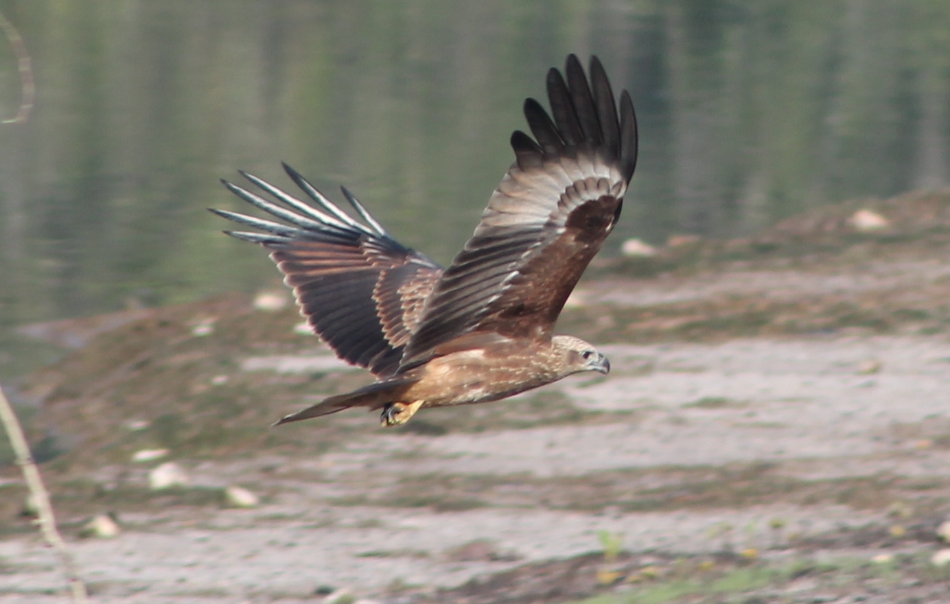 immature Brahminy kite (Haliastur indus)