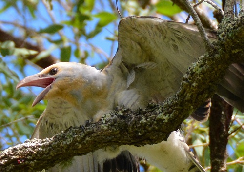 Immature channel-billed cuckoo begging