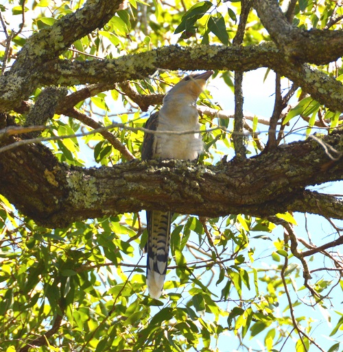 Immature channel-billed cuckoo