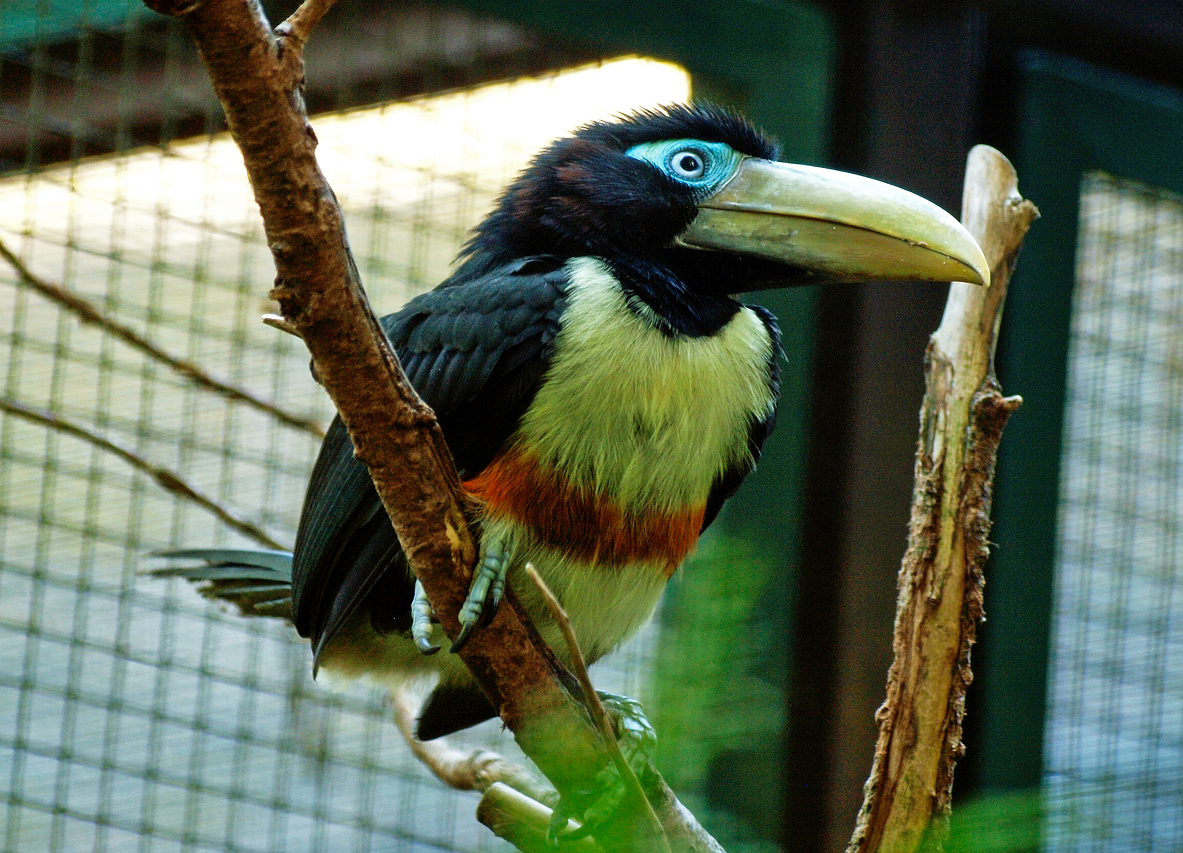 Immature Chestnut-eared Aracari