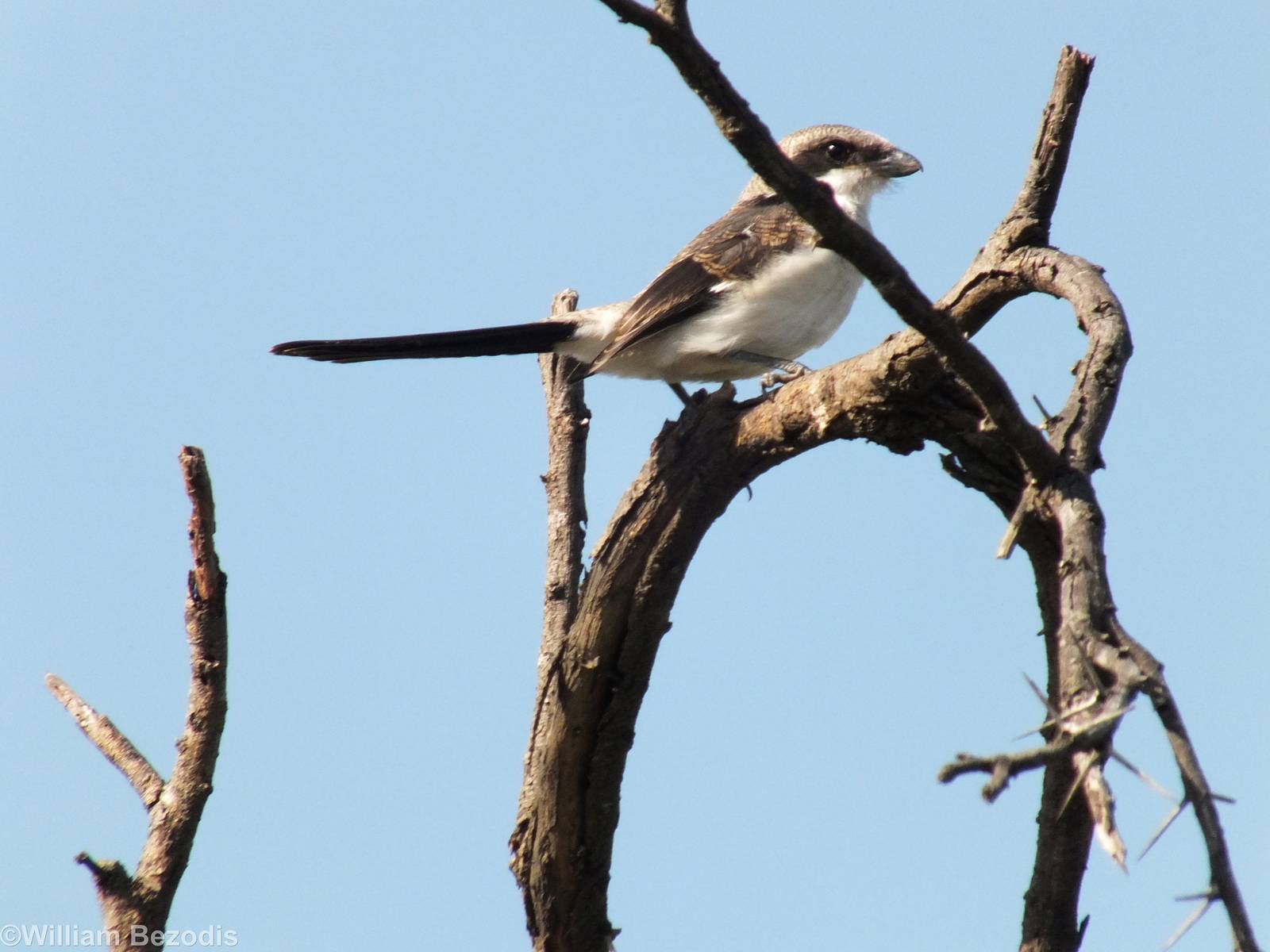 Immature Common Fiscal (?) - Nairobi National Park