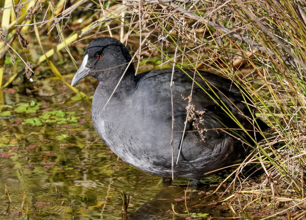 Immature Coot