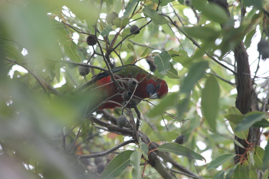 Immature Crimson Rosella