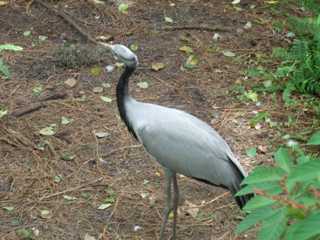 Immature Demoiselle Crane