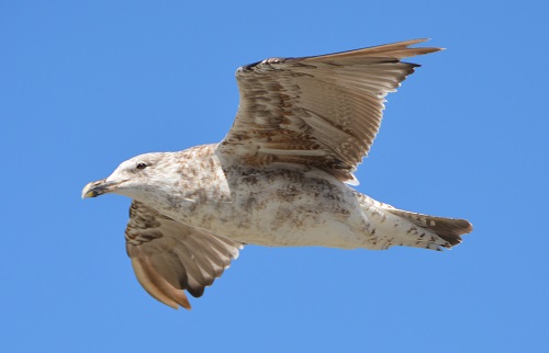 Immature Dominican gull