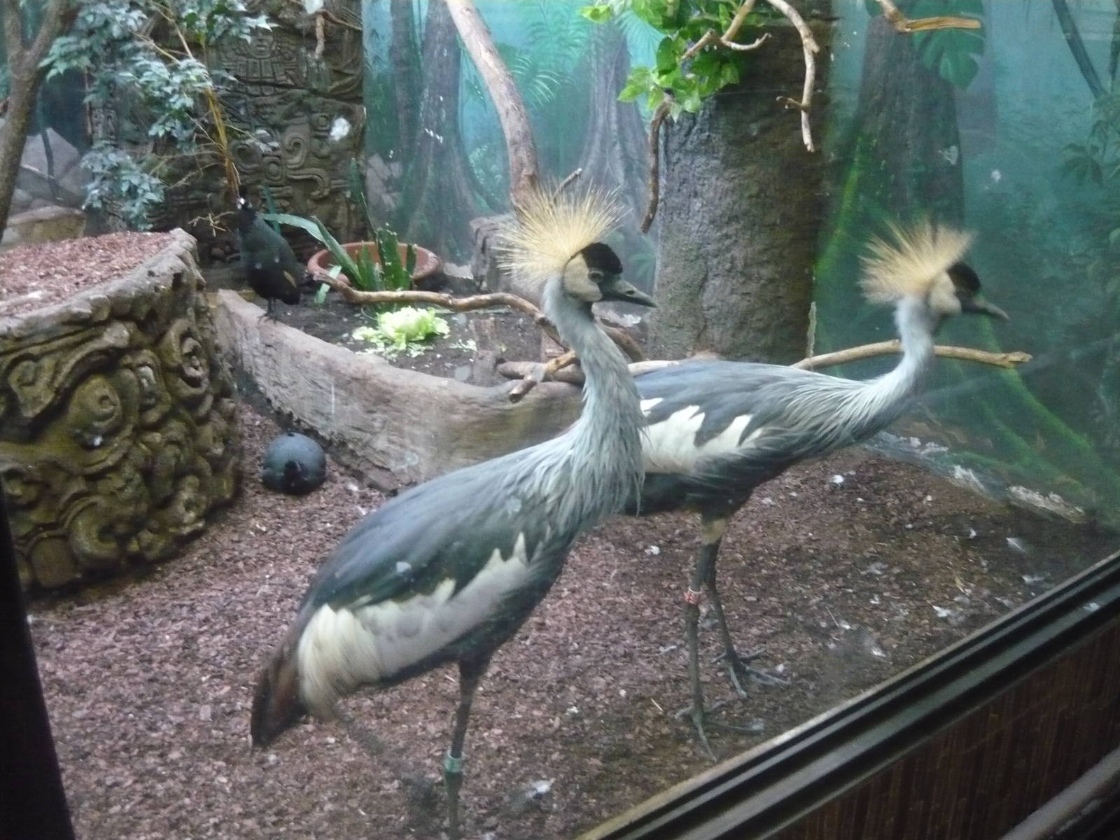 Immature Grey crowned cranes
