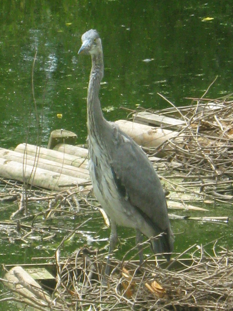 Immature Grey Heron