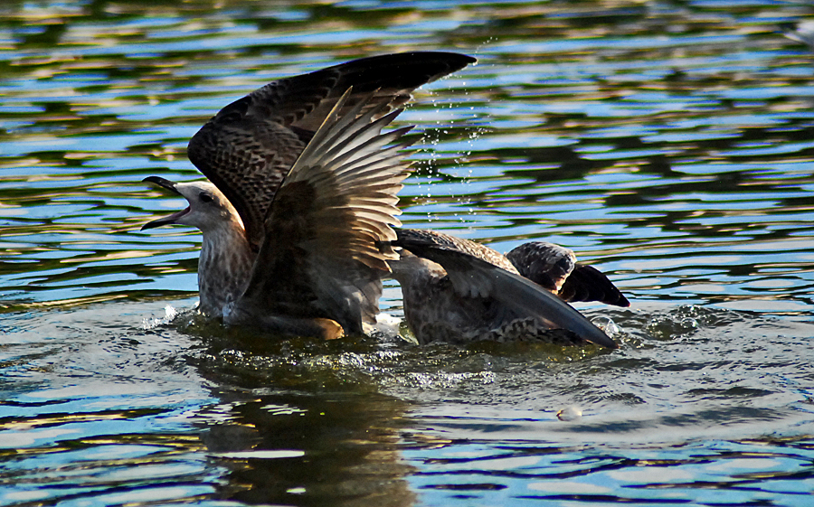 immature herring gulls