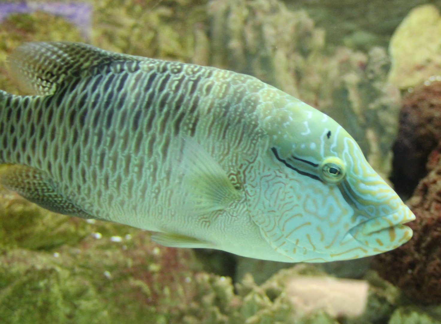 Immature Humphead wrasse - Cheilinus undulatus