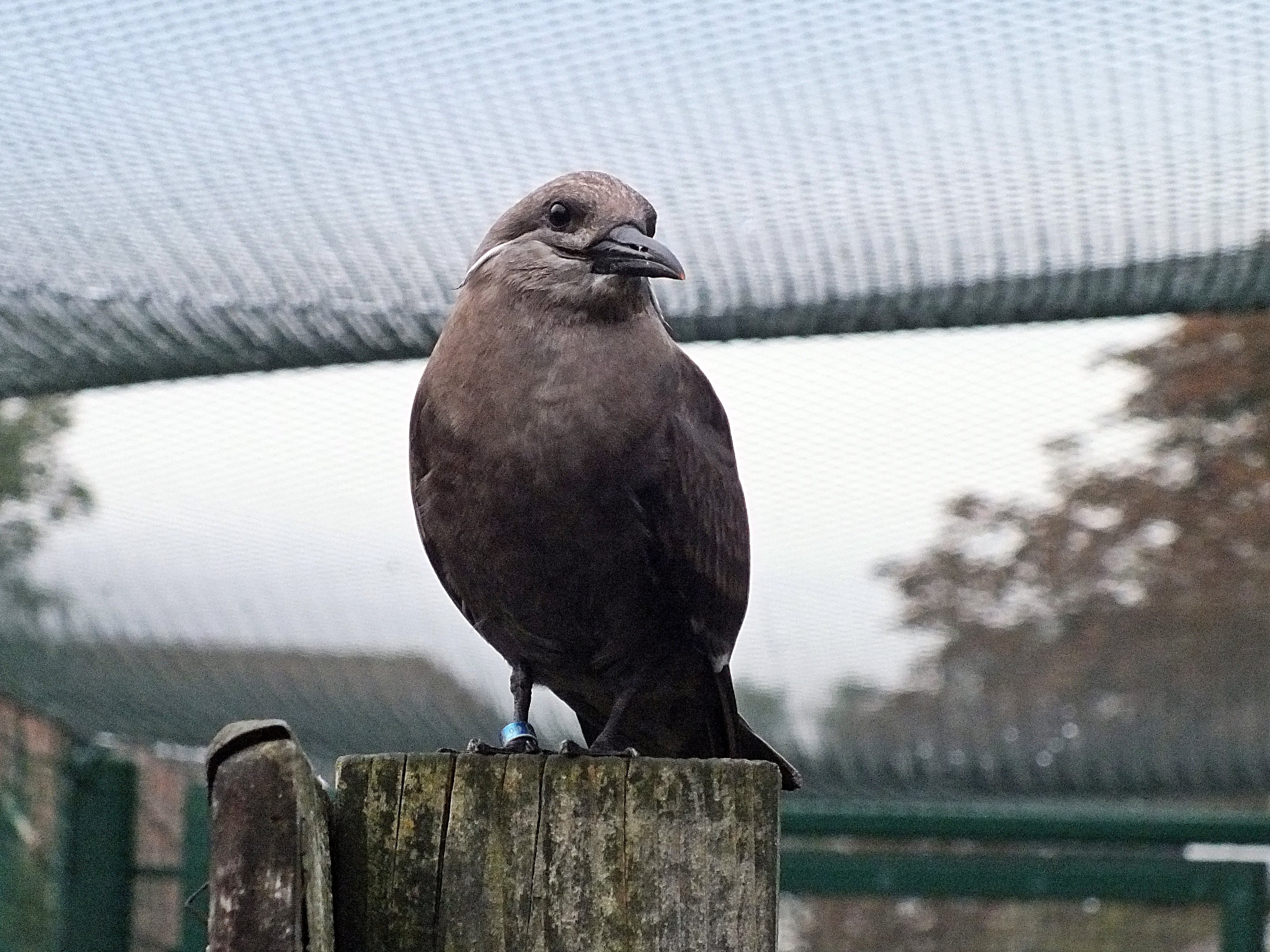 Immature Inca tern