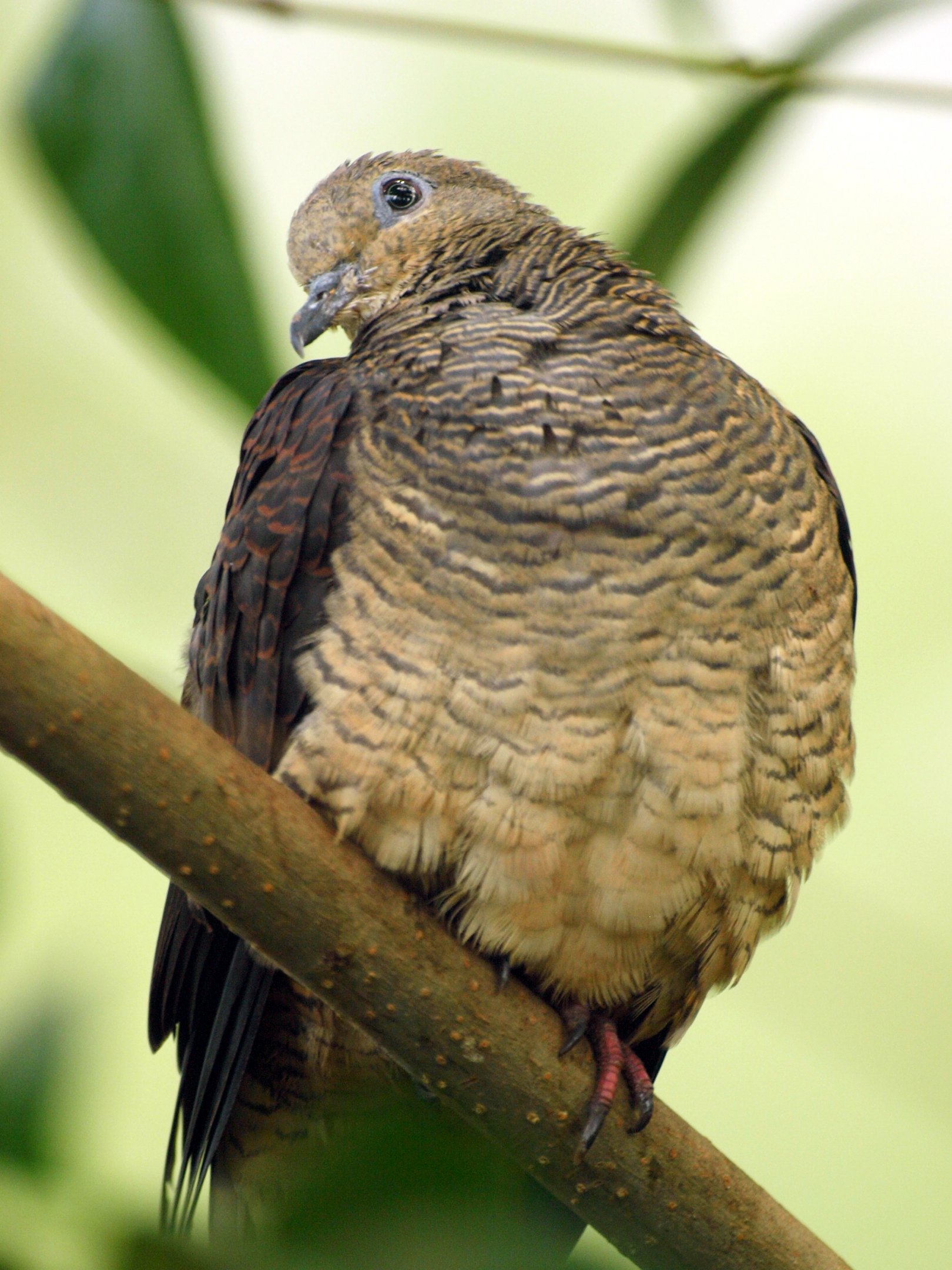 Immature Macropygia unchall