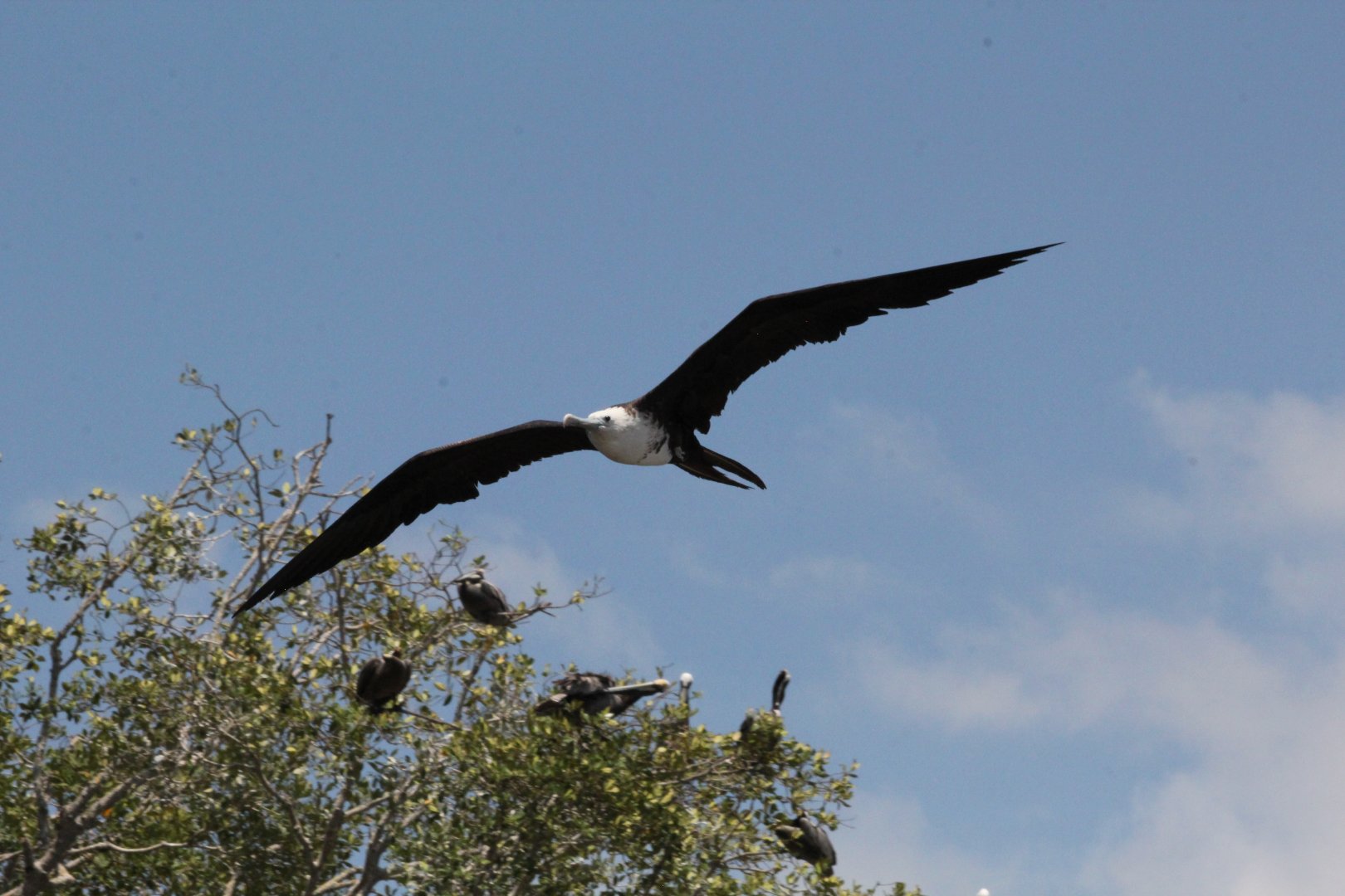 Immature Magnificant Frigate Bird