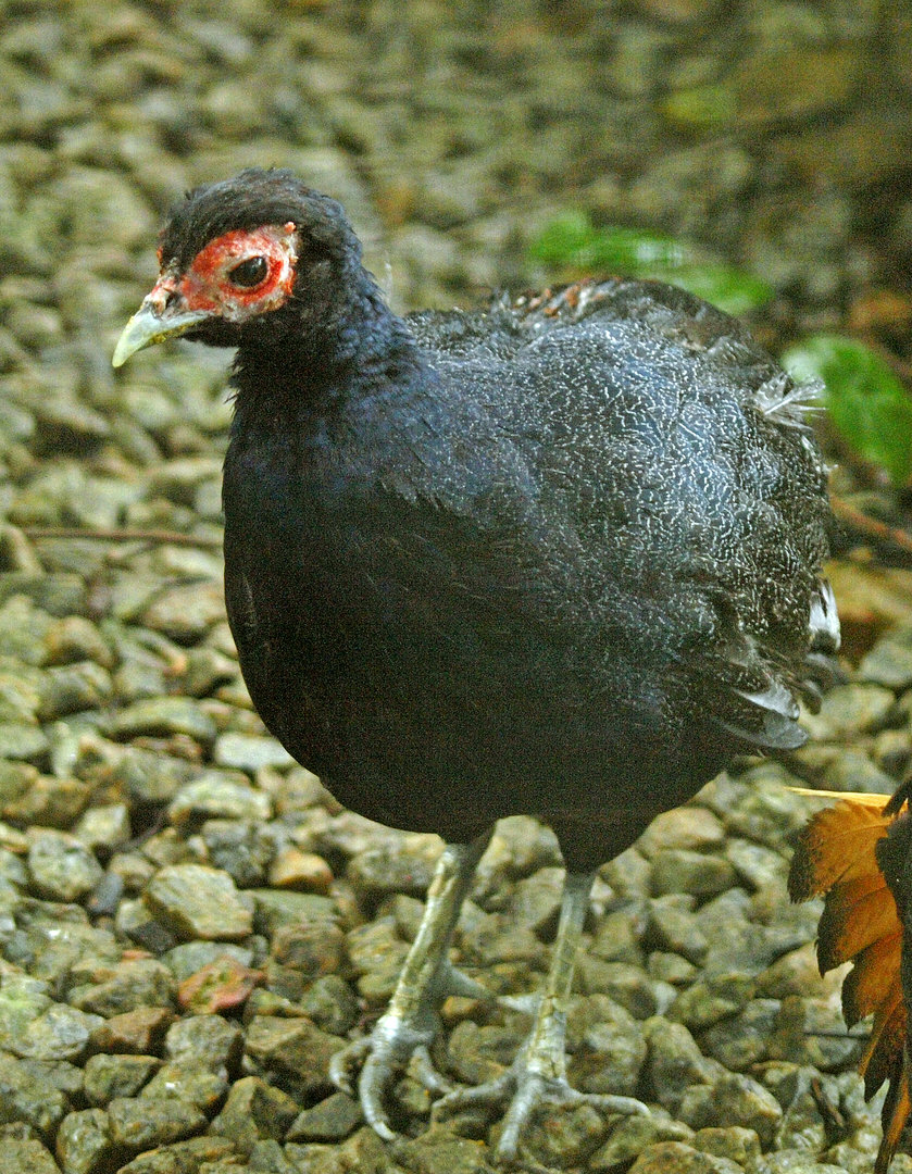 immature Malay crestless fireback