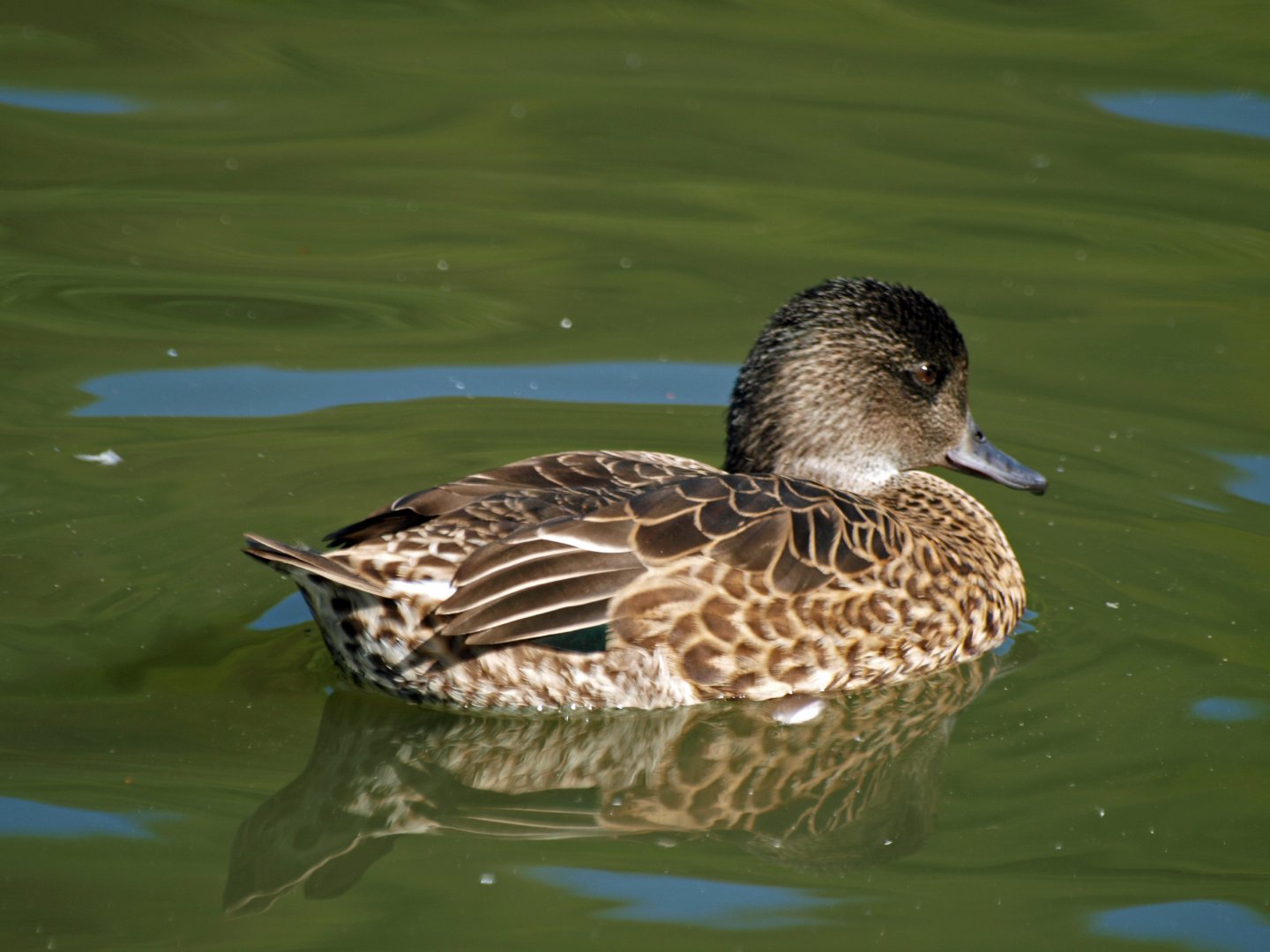 Immature male Falcated duck?