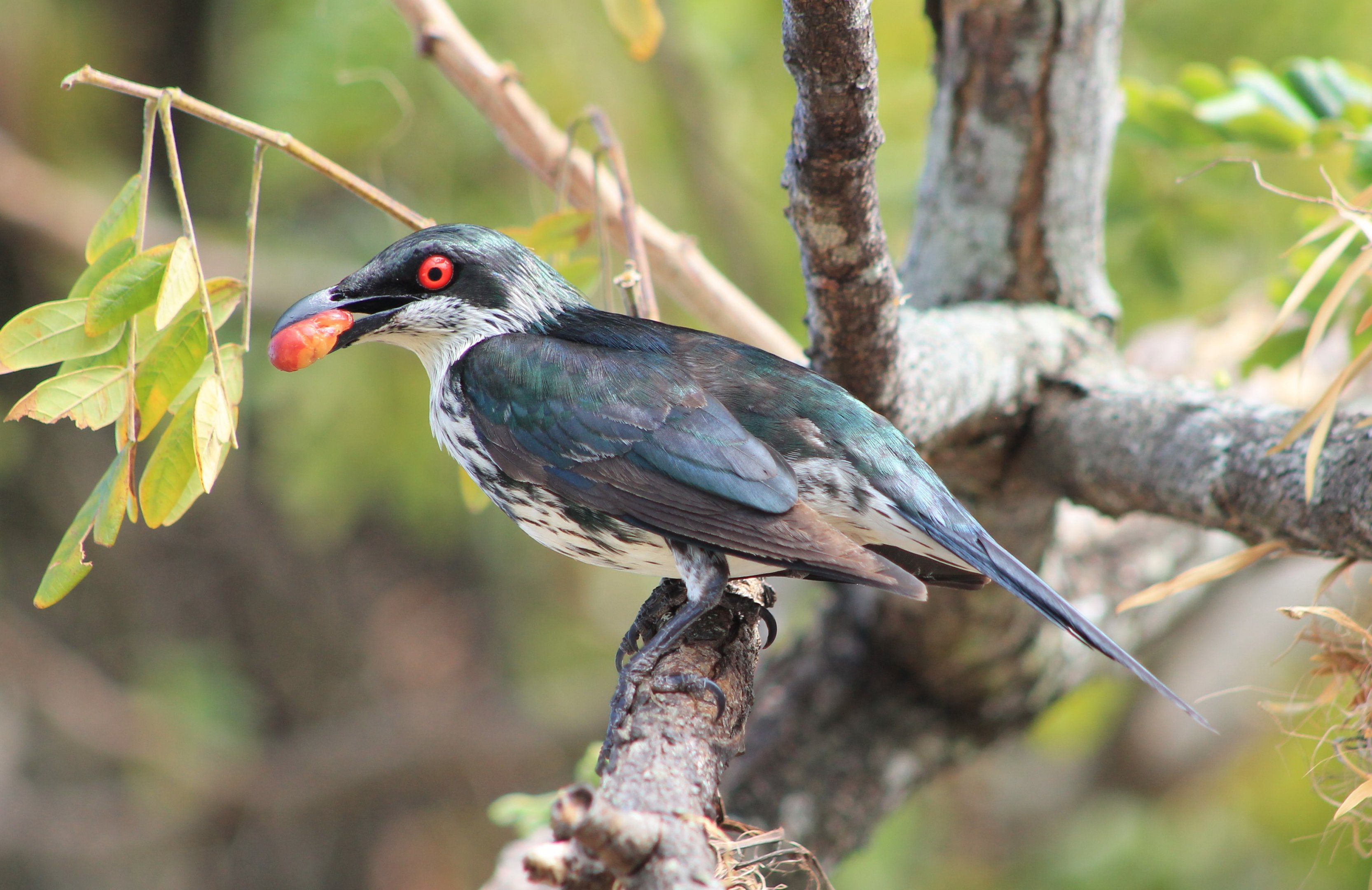 immature Metallic Starling (Aplonis metallica)