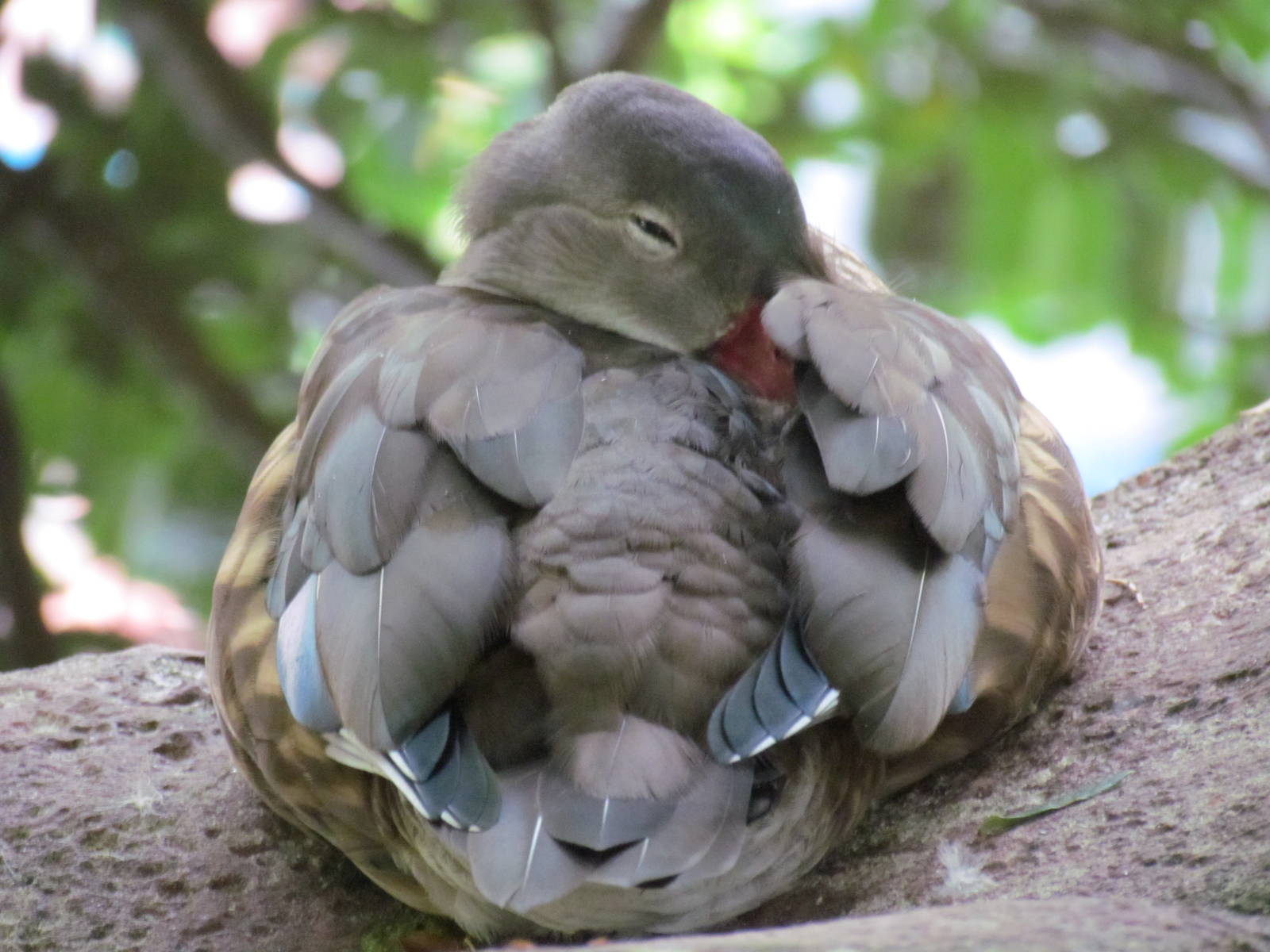 Immature or Eclipse male Mandarin