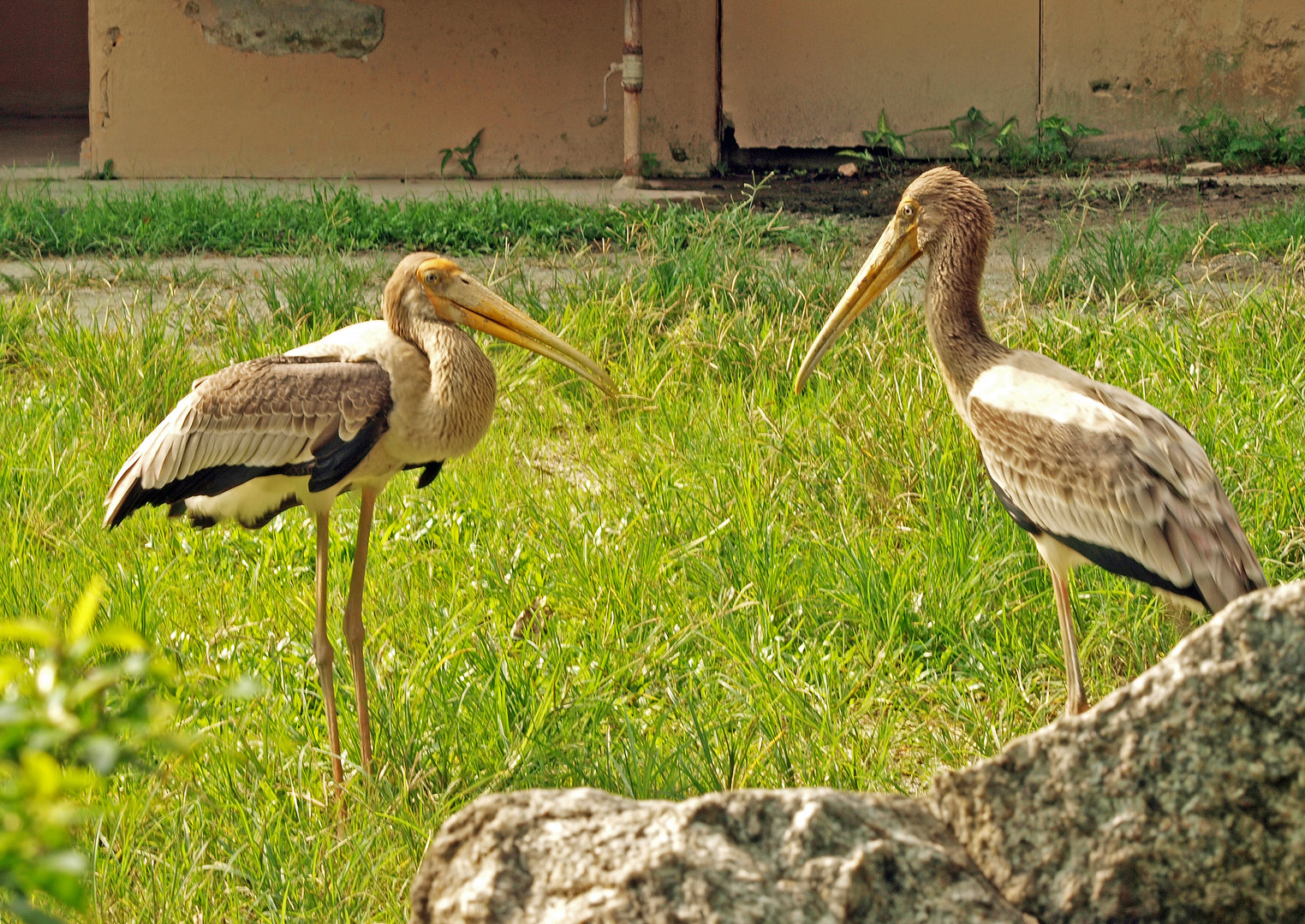 Immature painted storks