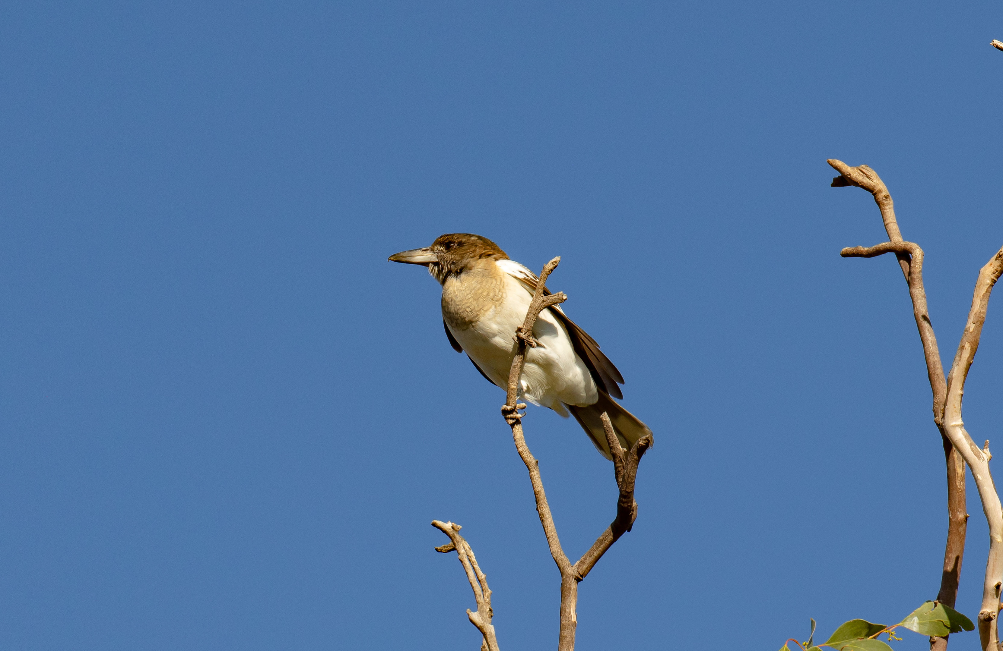 immature Pied Butcherbird