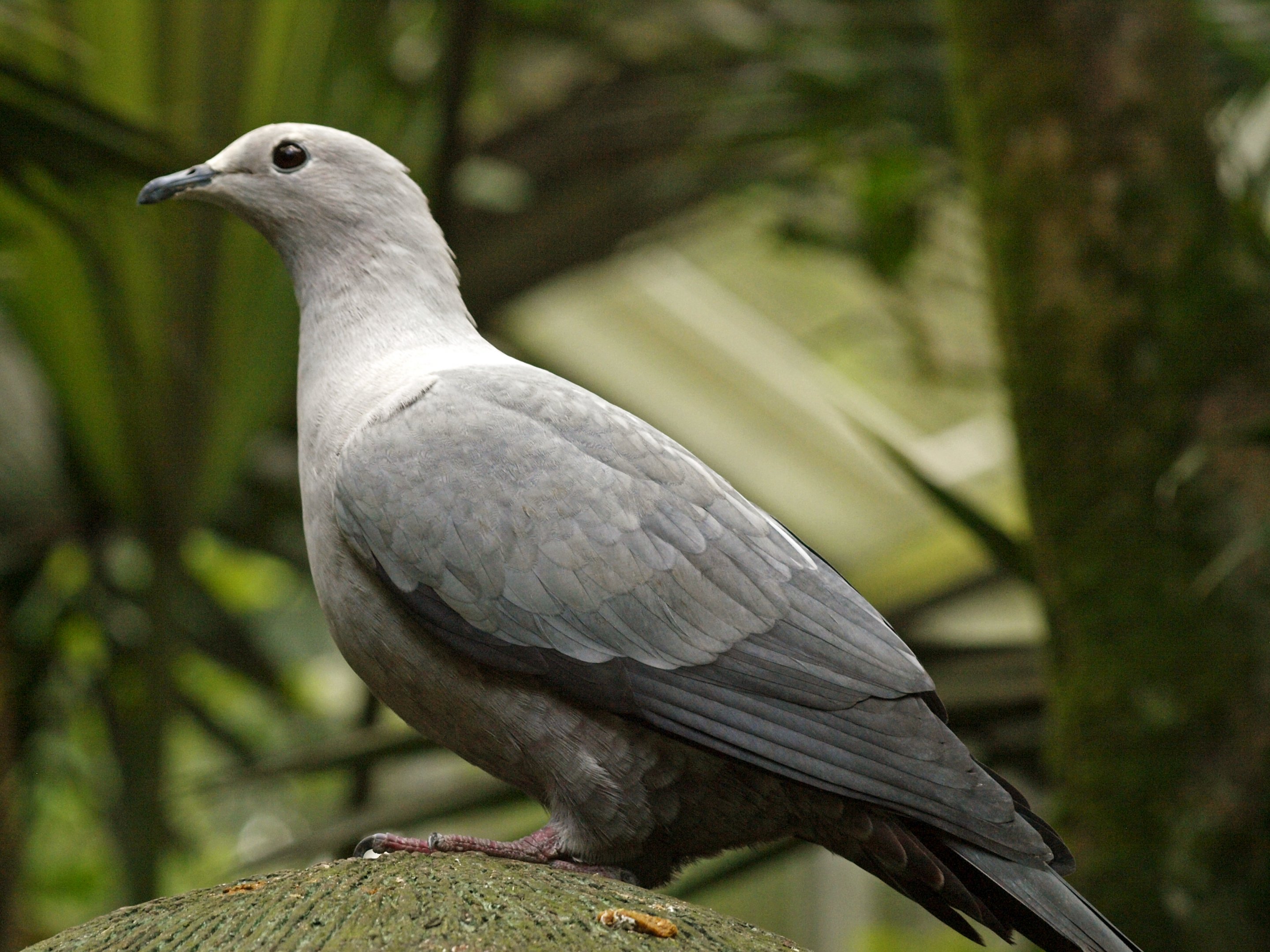 Immature Pink-headed Imperial pigeon