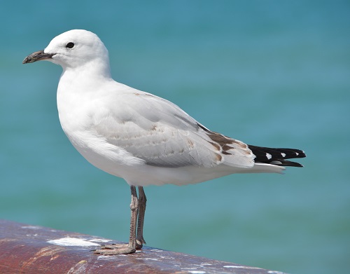 Immature Red-billed or Black-billed gull ??