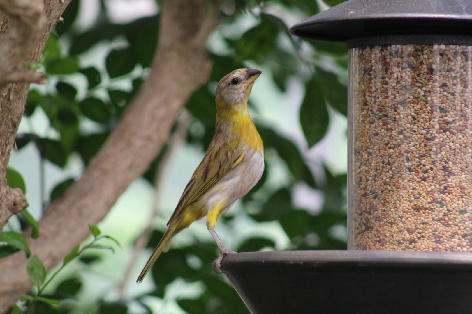 Immature Saffron Finch