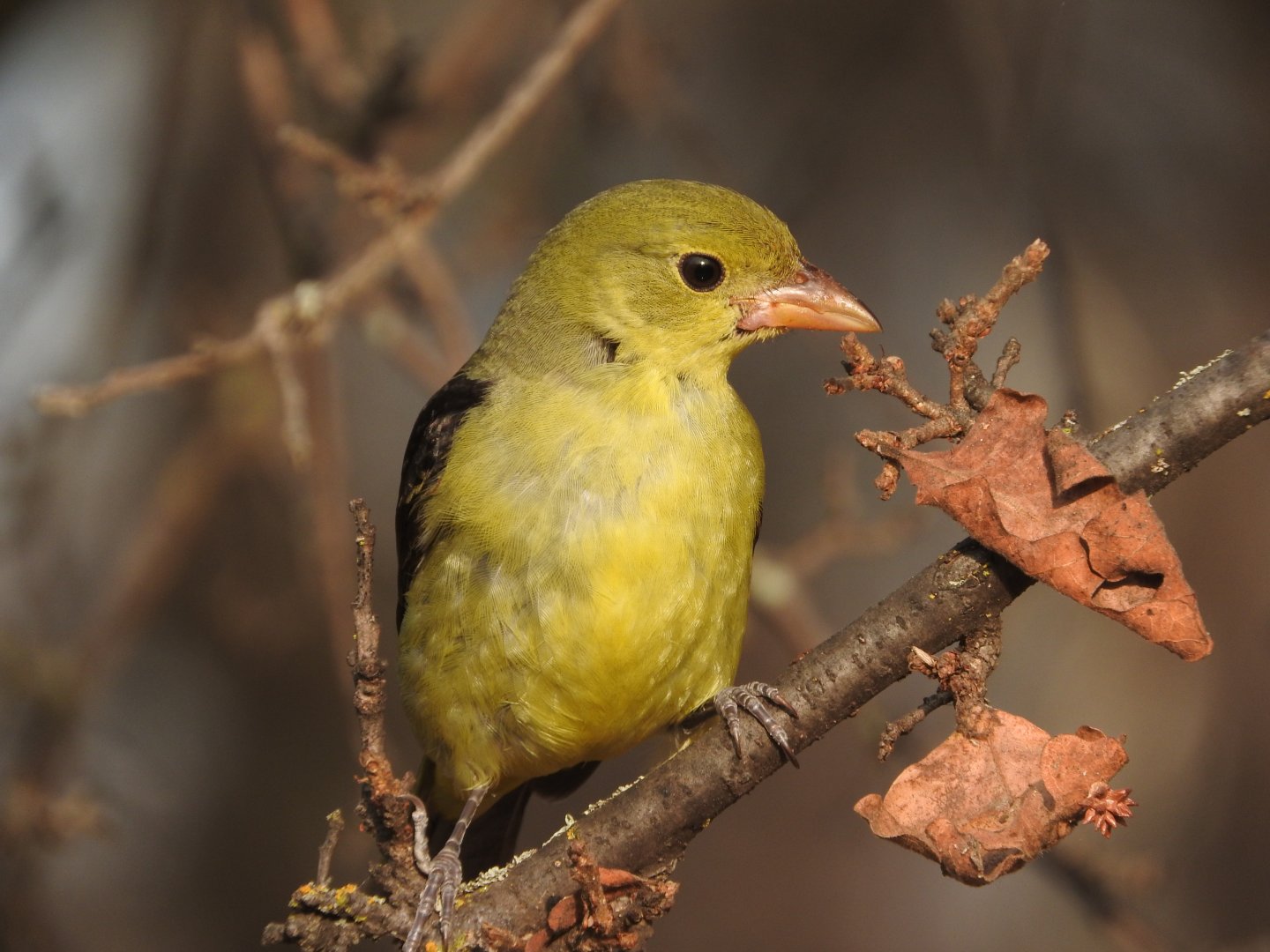 Immature Scarlet Tanager