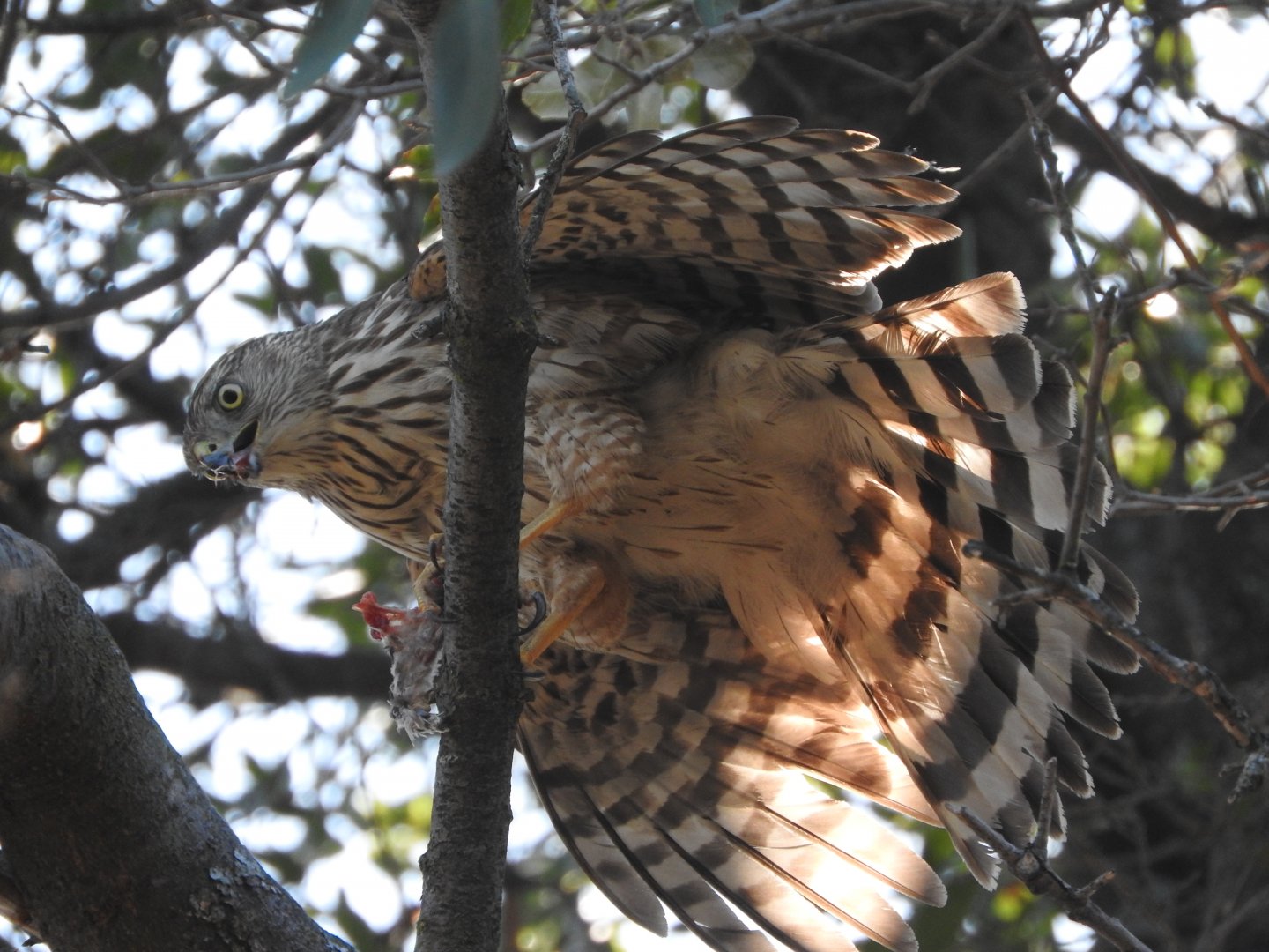 Immature Sharp-shinned Hawk
