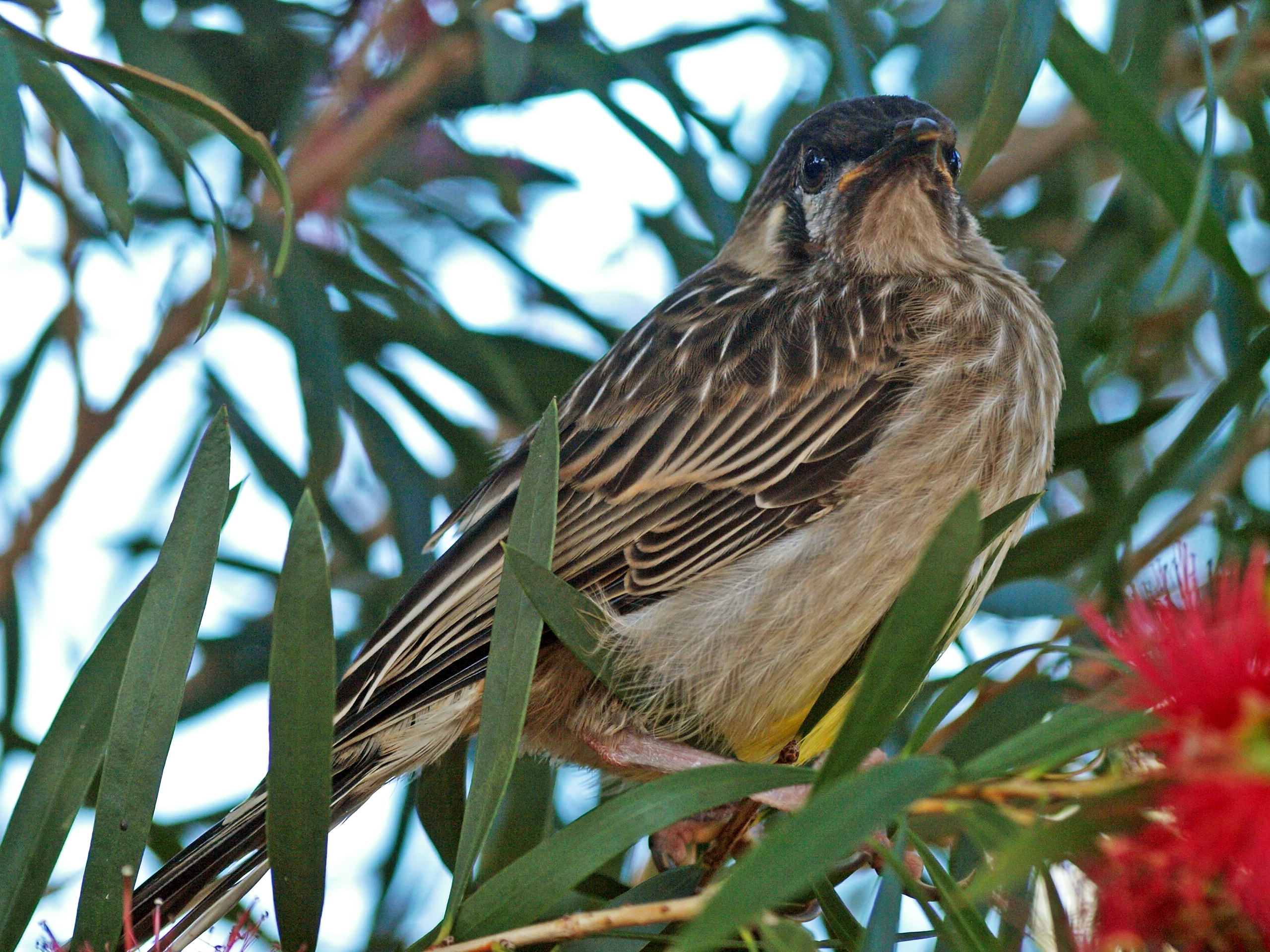 Immature Singing honeyeater?