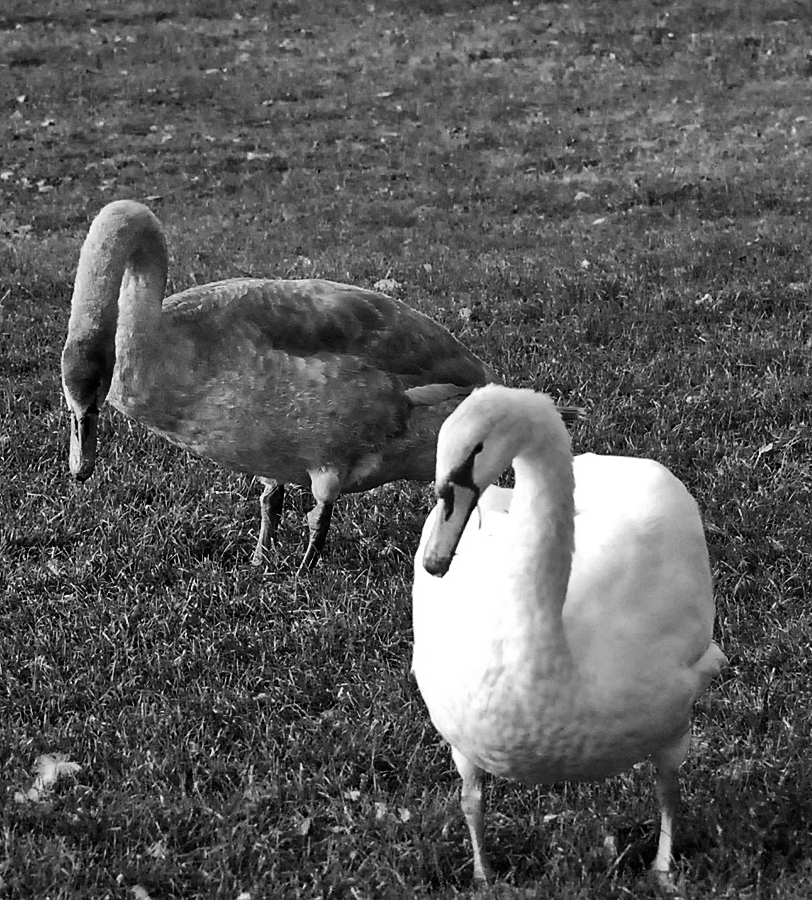 immature swans