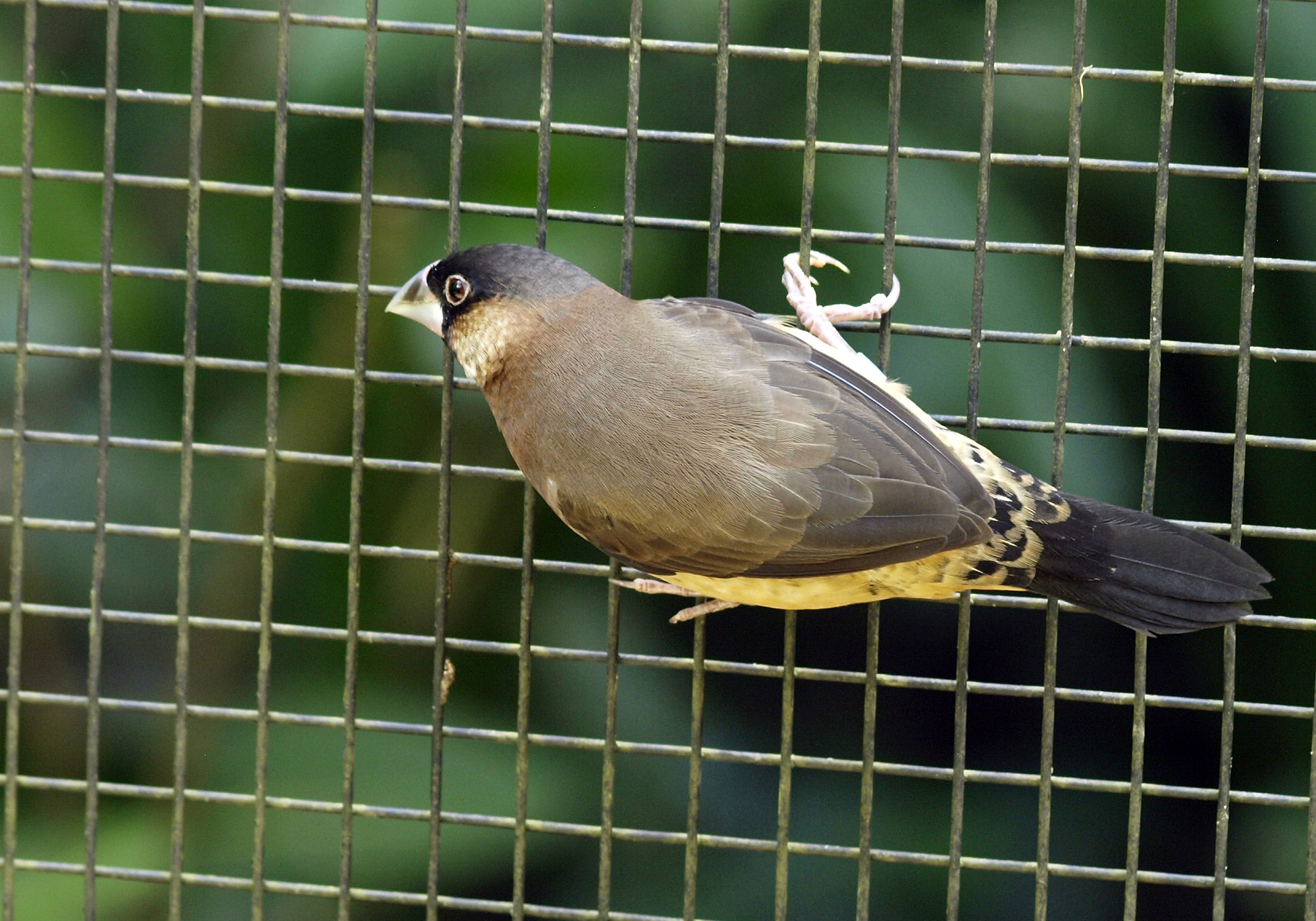 Immature Timor sparrow