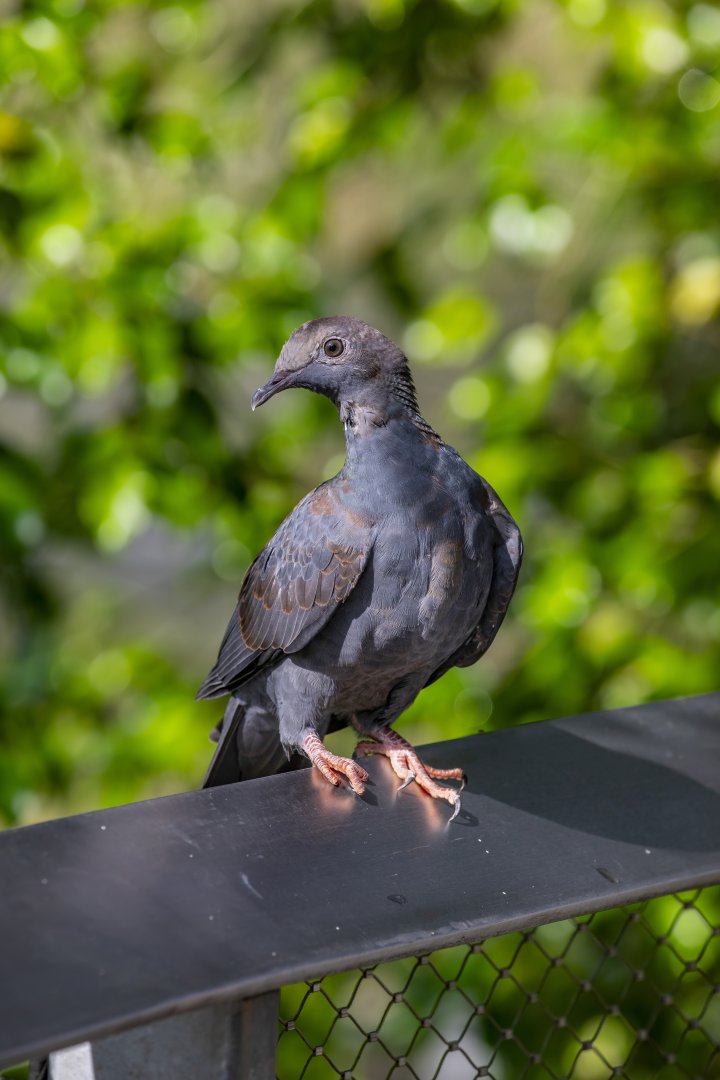 immature White-crowned Pigeon