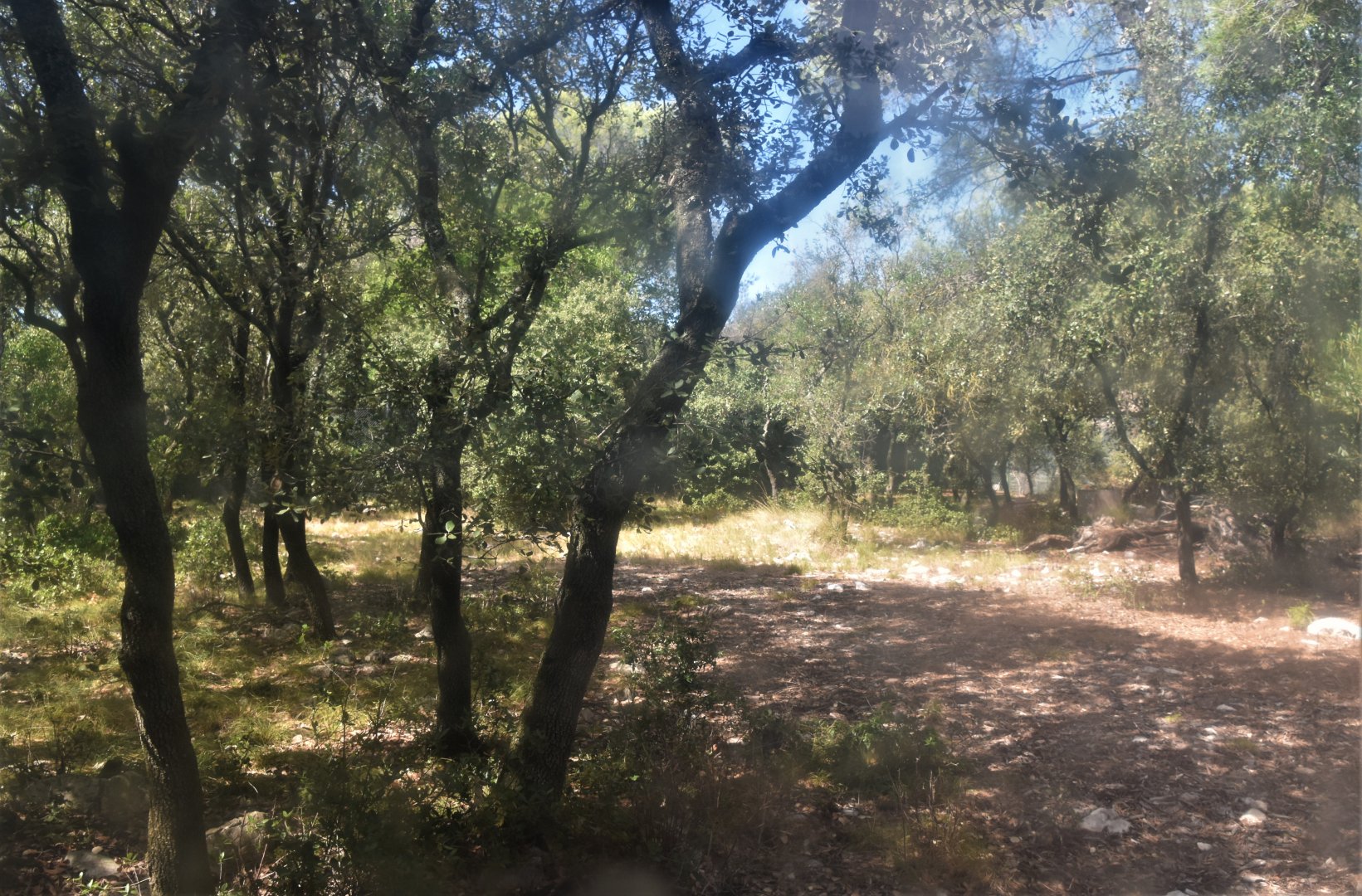 Immense Kirk's dik-dik exhibit