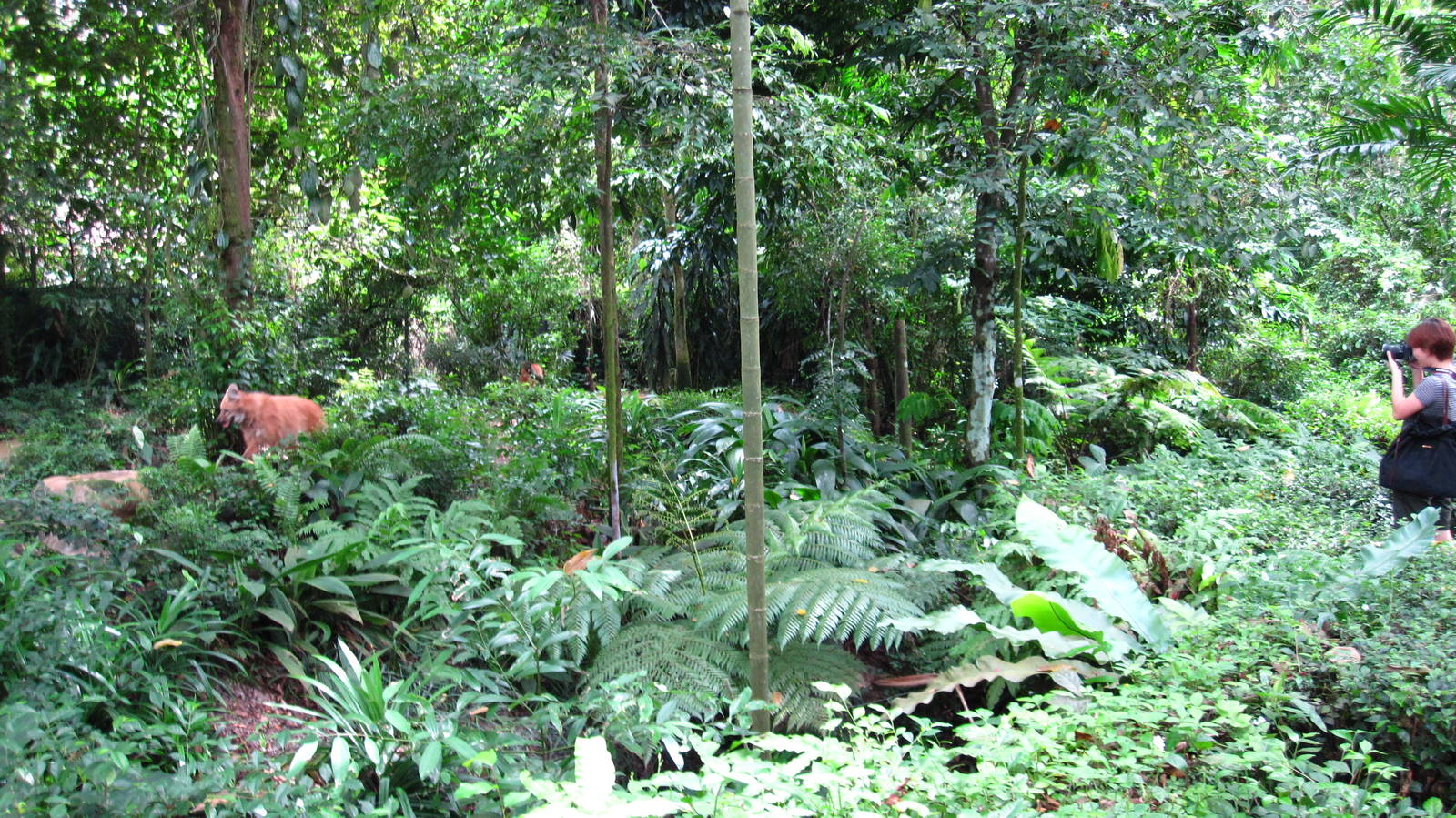 Immersion (Maned Wolf exhibit)