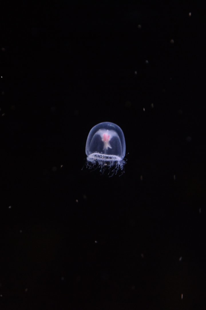 Immortal jellyfish (Turritopsis cf. pacifica)