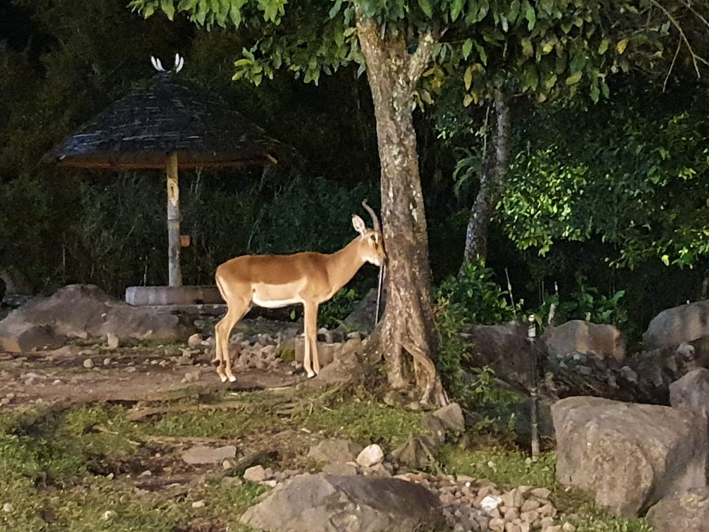 Impala (Aepyceros melampus) - Baobab Safari Resort
