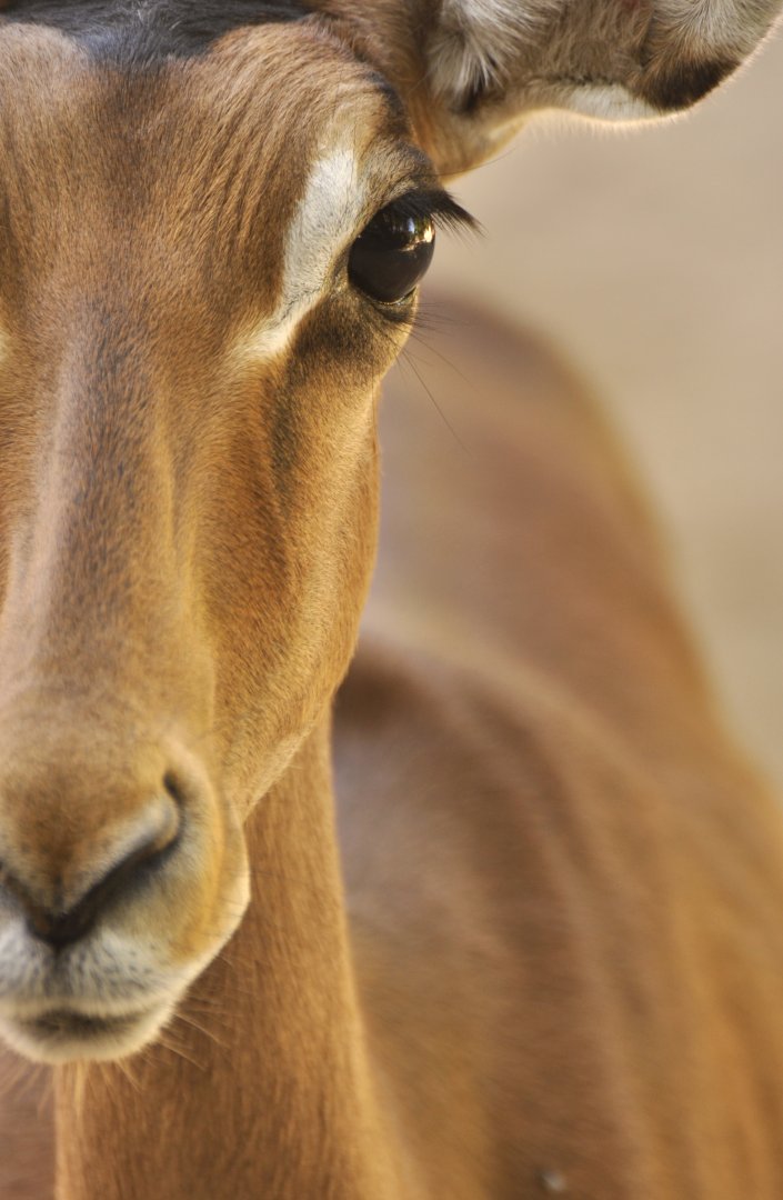Impala (Aepyceros melampus)