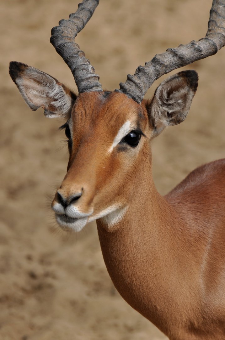 Impala (Aepyceros melampus)