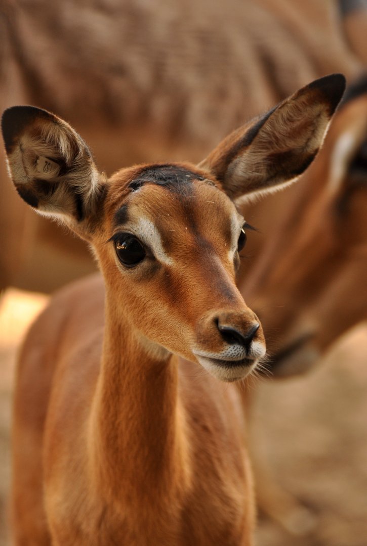 Impala (Aepyceros melampus)