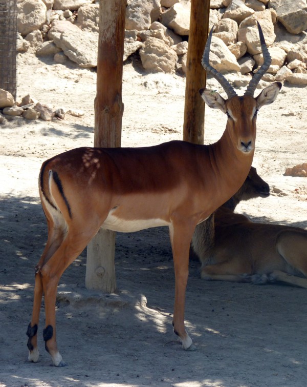Impala (Aepyceros melampus)